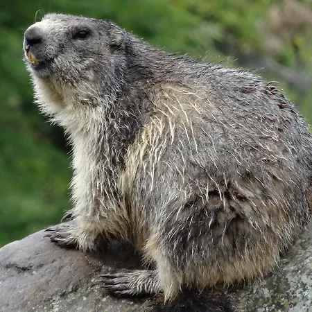 Appartement Haus Viktoria A *
